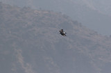 Verreaux's Eagle (Aquila verreauxii)