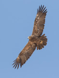 Steppe Eagle (Aquila nipalensis) adult