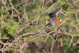 African Paradise Flycatcher (Terpsiphone viridian)