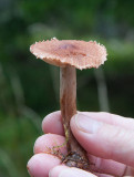 Fjällmusseron (Tricholoma imbricatum)