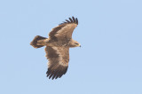 Steppe Eagle (Aquila nipalensis) 2k