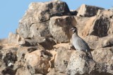 Arabian Partridge (Alectoris melanocephala)