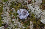 Blå taggsvamp (Hydnellum caeruleum)