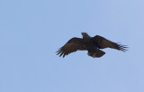 Fan-tailed Raven (Corvus rhipidurus)	