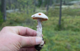 Kvartsspindling (Cortinarius quarciticus)