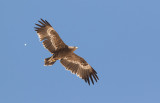Steppe Eagle (Aquila nipalensis) 2k