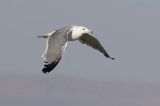 Lesser Black-backed Gull, Steppe Gull (Larus fuscus barabensis)