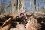 Blsippa (Hepatica nobilis)	