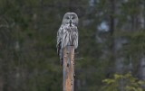 Great gray Owl (Strix nebulosa)