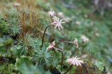 Lungmossa (Marchantia polymorpha ssp. ruderalis)