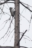 Eurasian Three-toed Woodpecker (Picoides tridactylus)