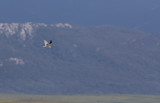 Black-shouldered Kite (Elanus caeruleus)