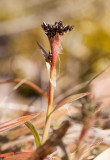 Vårfryle (Luzula pilosa)
