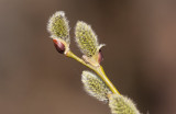 Sälg (Salix caprea)