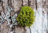Hättemossa sp (Orthotrichum sp)