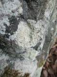 Mjöllav (Lepraria membranacea)