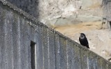 Spotless Starling (Sturnus unicolor)