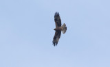 Booted Eagle (Hieraaetus pennatus)	