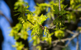 Ek (Quercus robur)