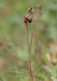 Knippfryle (Luzula campestris)