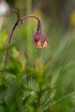 Humleblomster (Geum rivale)