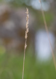 Stor tofsäxing (Koeleria grandis)
