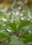 Ormbär (Paris quadrifolia)