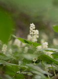 Ekorrbär (Maianthemum bifolium)