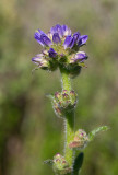 Skogsklocka (Campanula cervicaria)