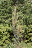 Klådris (Myricaria germanica)