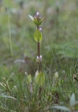 Blekgentiana (Gentianella aurea)