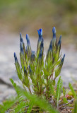 Fjällgentiana (Gentiana nivalis)