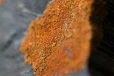 Grynig praktlav (Xanthoria sorediata)