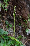 Lappfela (Platanthera obtusata ssp. oligantha)