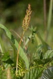 Stor låsbräken (Botrychium virginianum)	