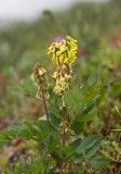 Isvedel (Astragalus frigidus)