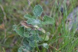 Kransborre (Marrubium vulgare)
