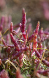 Glasört (Salicornia maritima)