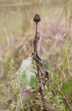 Gul kamklint (Centaurea cheiranthifolia var. cheiranthifolia)