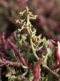 Saltmlla (Atriplex pedunculata)