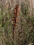 Klintsnyltrot (Orobanche elatior)