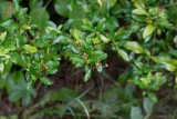 Eldtorn (Pyracantha coccinea)