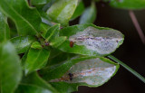 Eldtornsguldmal (Phyllonorycter leucographella)