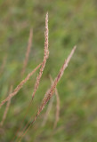 Piggrör (Calamagrostis varia)