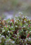 Bägartrampört (Polygonum aviculare ssp. microspermum)