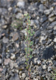 Stenmalört (Artemisia rupestris)