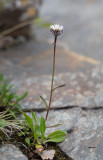 Fjällbinka (Erigeron uniflorus ssp. uniflorus)