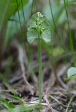 Månlåsbräken (Botrychium lunaria)	