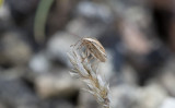 Mindre spetsnäsa (Aelia acuminata)