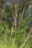 Madrör (Calamagrostis stricta)